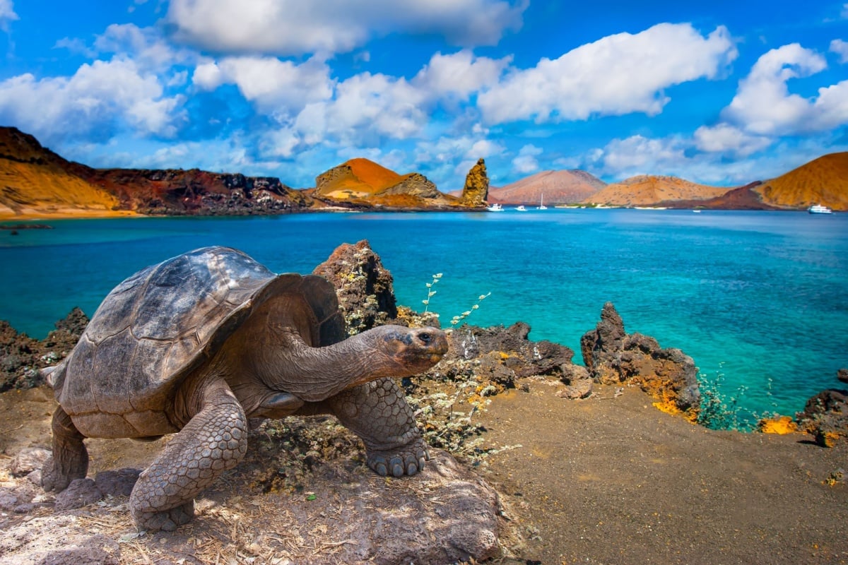A giant tortoise on the Galapagos Islands