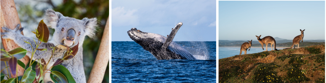 NSW anticipates record whale sightings this season